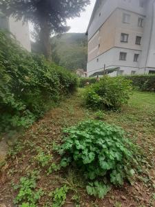 Apartament PARTER CU GRADINA