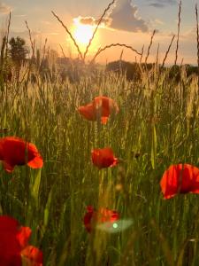 The East Wing - Carcassonne