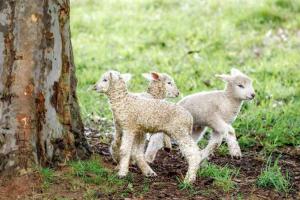 Gracies Lane Villa 2