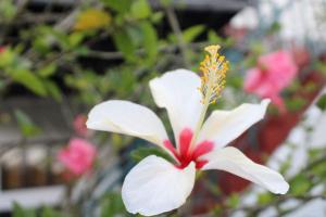 Sinora Holiday Bungalow