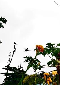 Habitaciones Kolibri