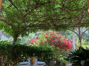 Sous les pins parasols
