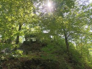 Burgberg Schöllnstein