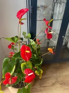 Harbour Sound Apartment, Ballycastle, Causeway Coast - Rathlin Island