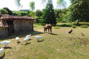 Maisons de vacances Gite Le Bouton d-Or 3 etoiles 8 kms PuyDuFou : photos des chambres