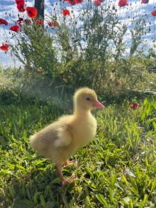 Sejours a la campagne Loge de vigne : photos des chambres
