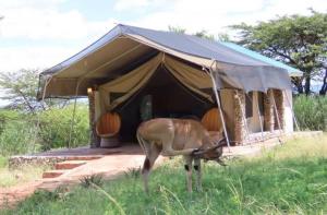 Giraff maasai mara home stay&safaris