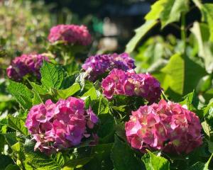 Mid-Century Modern Centrally Located Garden Oasis