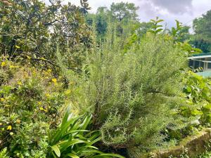 Mid-Century Modern Centrally Located Garden Oasis