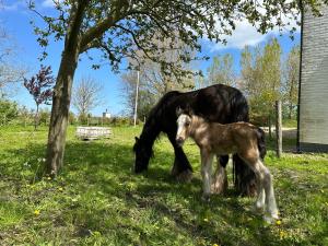 Het Tinkerparadijs, paarden, rust en ruimte.