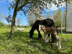 Het Tinkerparadijs, paarden, rust en ruimte. - برغ هالمستاد