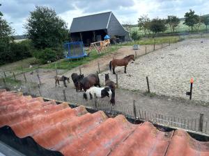 Het Tinkerparadijs, paarden, rust en ruimte.