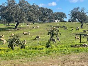 Finca Cerro Verde