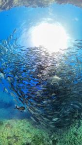 ダイバーズヴィラYoNNER