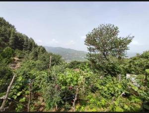 GUEST HOUSE FELAU,Leusë