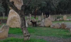 Hotel I Menhirs img38