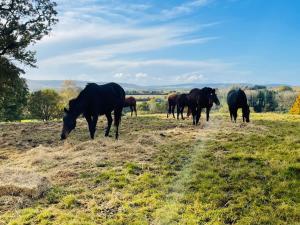 Super Host Large Luxury Cottage South Downs Park