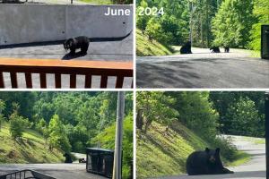 Mountain View, Indoor Pool, Luxury Cabin, Bears