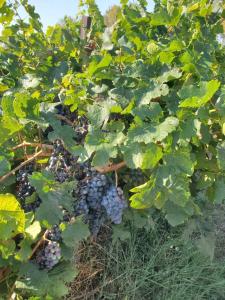 B&B / Chambres d'hotes CHAMBRE D HOTES a 4 KMS D UZES 