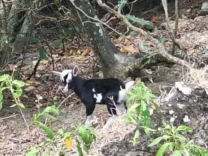 Espace Nature 97115 - Sofaïa