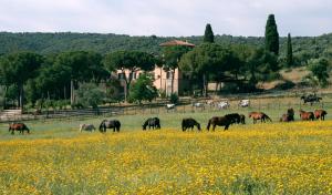 Bio Agriturismo Corte degli Ulivi