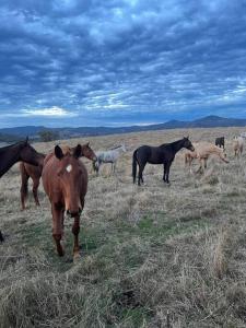 Luxury country guesthouse on large cattle station