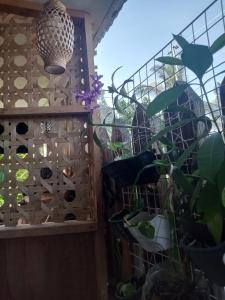 Pascoes Units Siargao- Cabin