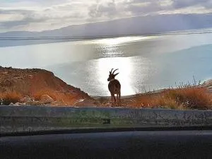 Patricia & Eilam house - Metsoke Dragot