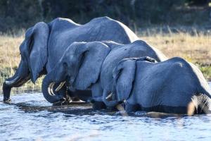 Bateleur Kruger Lodge