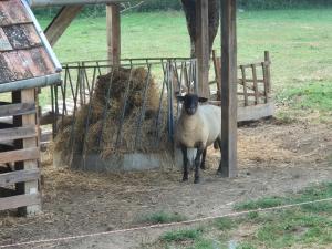 Ötbárány Vendégház