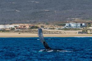 Baja Tranquilo - Villas Cerritos