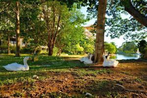 PICO DE LORO Nearest to Pool JACANA Studio Units by SEE Condominiums