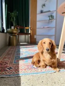 Cosy Penthouse Apartment - 下哈特