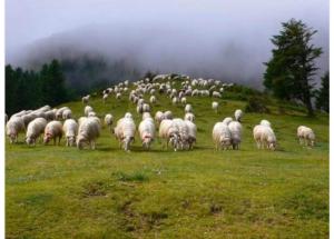 Appartements Ossau T2 5 personnes tt confort climatisation piscine linge de maison inclus moustiquaires vue montagne plein sud : photos des chambres