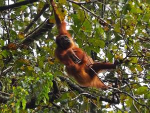 Lawang Inn Restaurant & Jungle Trek