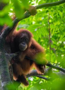 Lawang Inn Restaurant & Jungle Trek