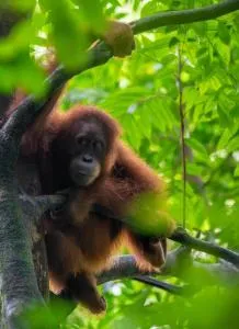 Lawang Inn Restaurant & Jungle Trek - 武吉拉旺