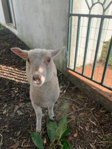 Santuário SOS Animal