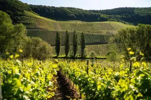 Claes Weinquartier - Appartements & Wein by Niko Schmitt - Leiwen