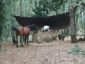 MAISONNETTE pour DÉTENTE ou TRAVAIL