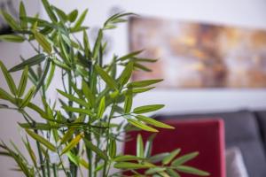Appartements Les balcons de Saint-Martin 1 : photos des chambres