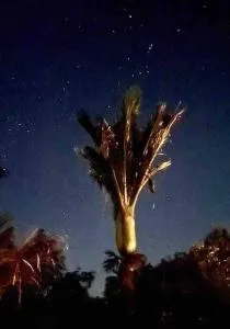 The Palms - Pangatotara