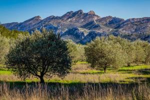 Villas Mazet Cordelles Alpilles : photos des chambres