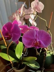 Amazing Snow Apartments - Друскінінкай