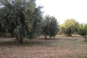 Dimore del Carrubo - loft ad Avola