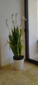 Maisons de vacances Mas en Provence : photos des chambres