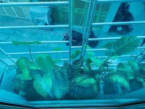 Homestay Mays house Lo Duc