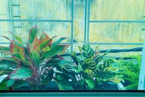 Homestay Mays house Lo Duc