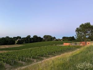 Vineyard Cabins at Château Puynard
