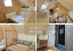 Olberówka - Kiczora